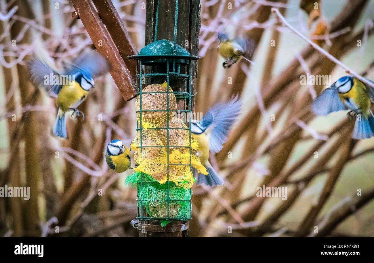Bluetits Fliegen Zu Futtern Haus Im Winter Futterung Blauen Vogel