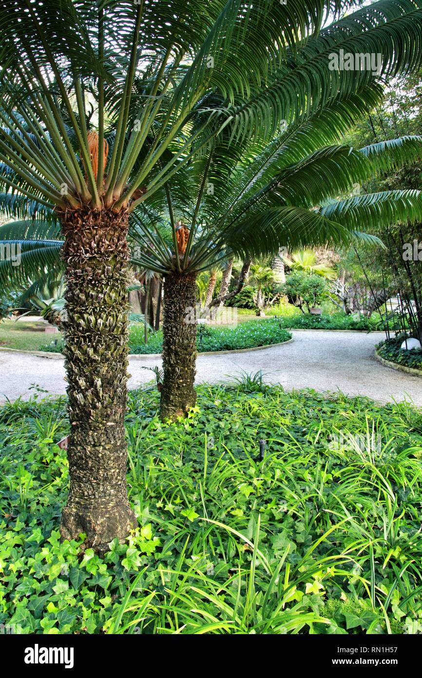 Cycas Revoluta Pflanze im Garten in Elche, Alicante Stockfoto