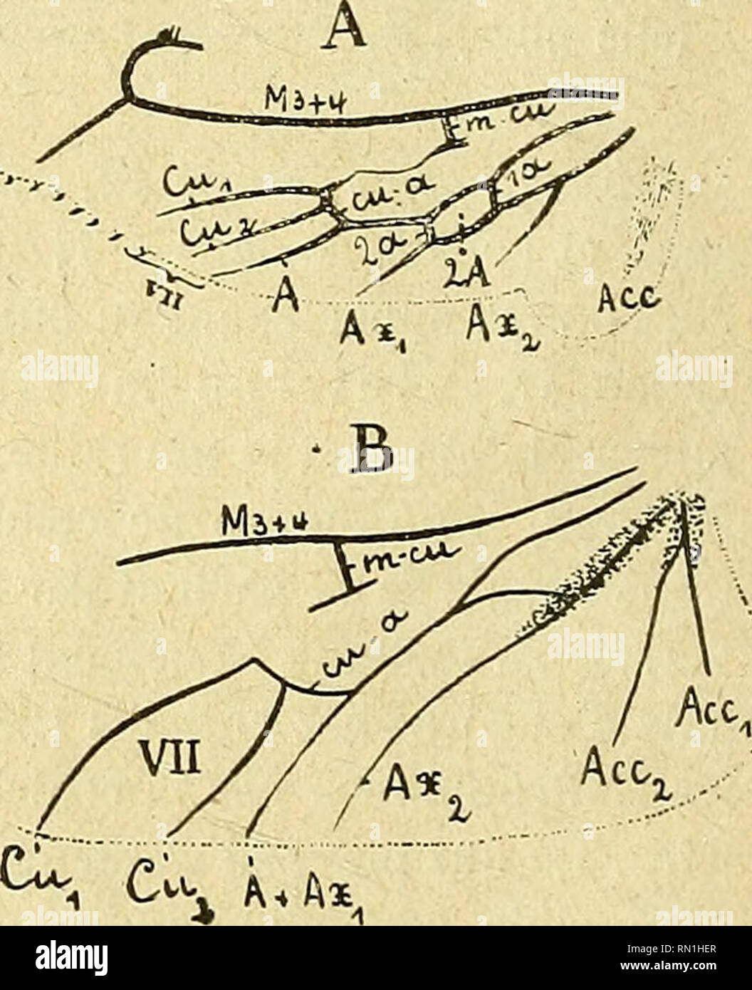 Annales De La Societe Entomologique De France Insekten Entomologie Abb Xvii Groupe Cubito Analen Des Dryo Abb Xviii G Roupecubito Aual A Pidae A Dryops Luridus Er B Dryops