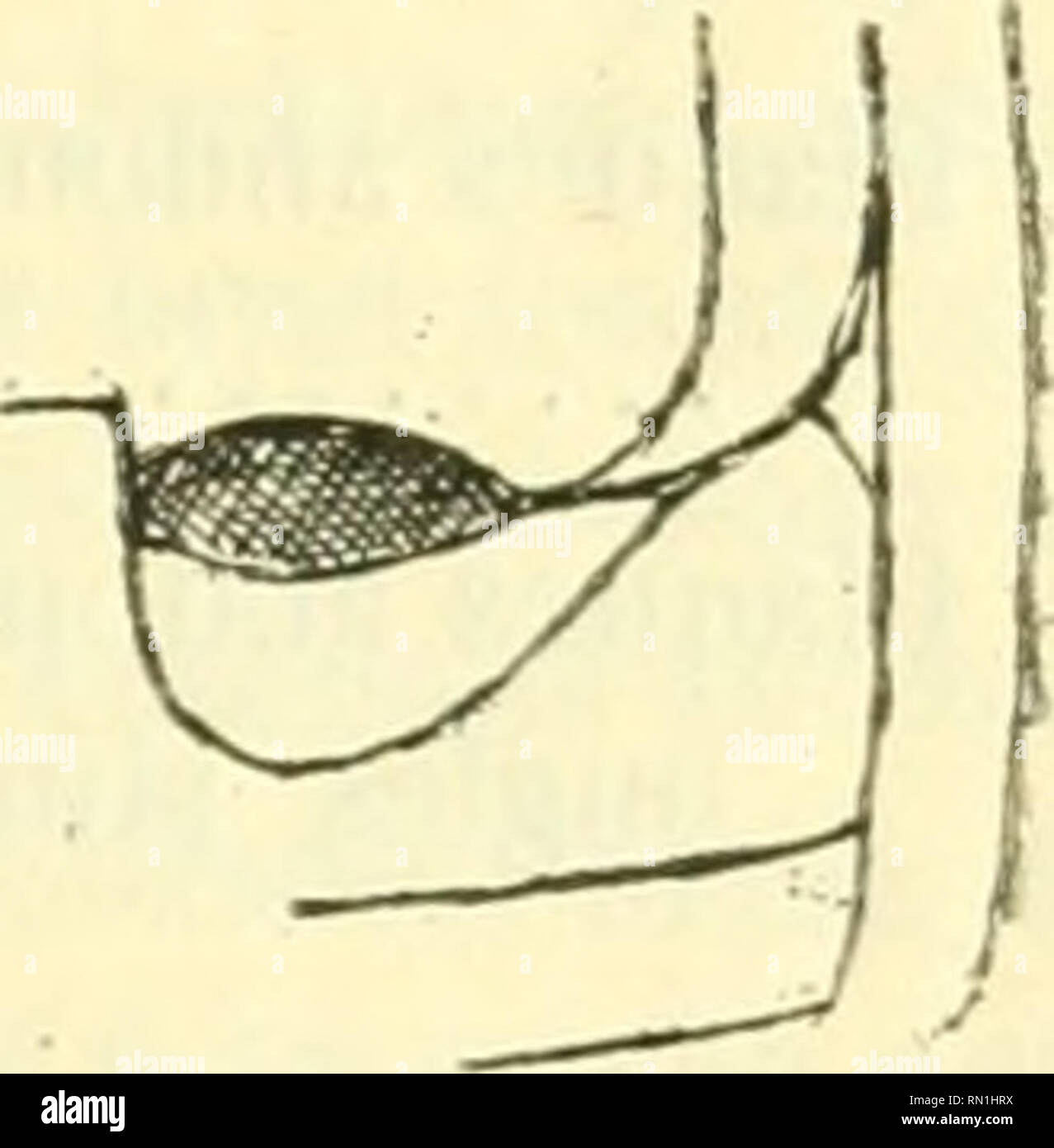 . Annales de la Société entomologique de France. Insekten; Entomologie. CoccitielUiles de ht Faune iiialgm-Lw. 147 Fonde et serrée; Plaketten abdominales Petites, rejoignant Le bord anté-Rieur Vers le Tiers externe de l'Arceau. - Pieds d'un jaune Clair dans les deux Geschlechter. - Lange. : L-L, 2o Mio. Montagne d'Ambre, selten. S. "Tiiralis. n. sp. -&Gt;^oir; en ùale Gericht et peu atténué en arrière, Couvert d'une Mittelbildung grise, Couchée, Assez longue. Tète noire, y Compris l'épistome, avec Le labre et les Parties de la bouche d'un jaune Vif, ainsi que les palpes et les antennes. Mieder à côtés Pres Stockfoto