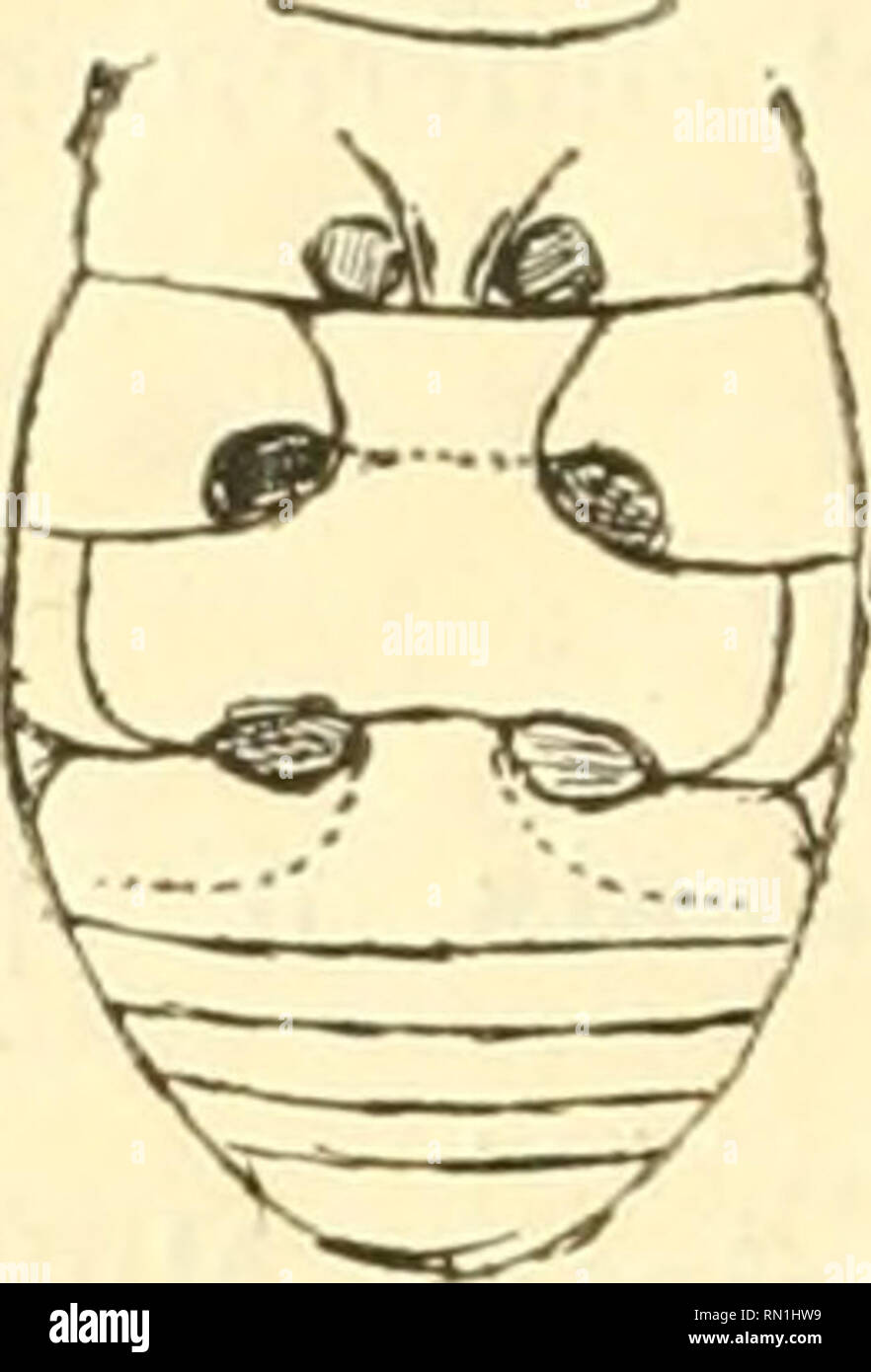 . Annales de la Société entomologique de France. Insekten; Entomologie. 146 D--A. SiCARD.de la moitié Aux Quatre cinquièmes delà Länge et couvrant les deux Tiers médiaires de la largeur. Dessous d'un Brun châtain plus Clair sur l'Abdomen; Les pattes sind Jau-nes, avec Les quatre cuisses postérieures rembru-Nies. Légèrement prosternum Convex sur la ligne Mediane, sans carènes, avec un Léger rebord Le Long des hanches antérieures. Métasternum Convex, Lui - Sant, sans Sillon. Plaketten abdominales prolongées jusqu'Aux Trois Quarts de larceau. - Lange. : 1,7 miUim. Tamatave (M"''' Grlner, Stockfoto