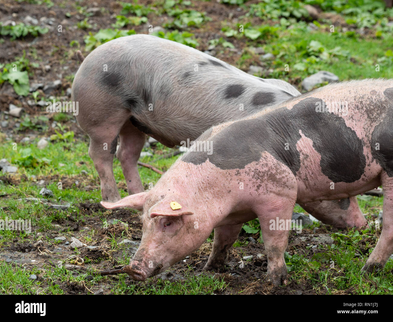 Schweine auf der Weide Stockfoto