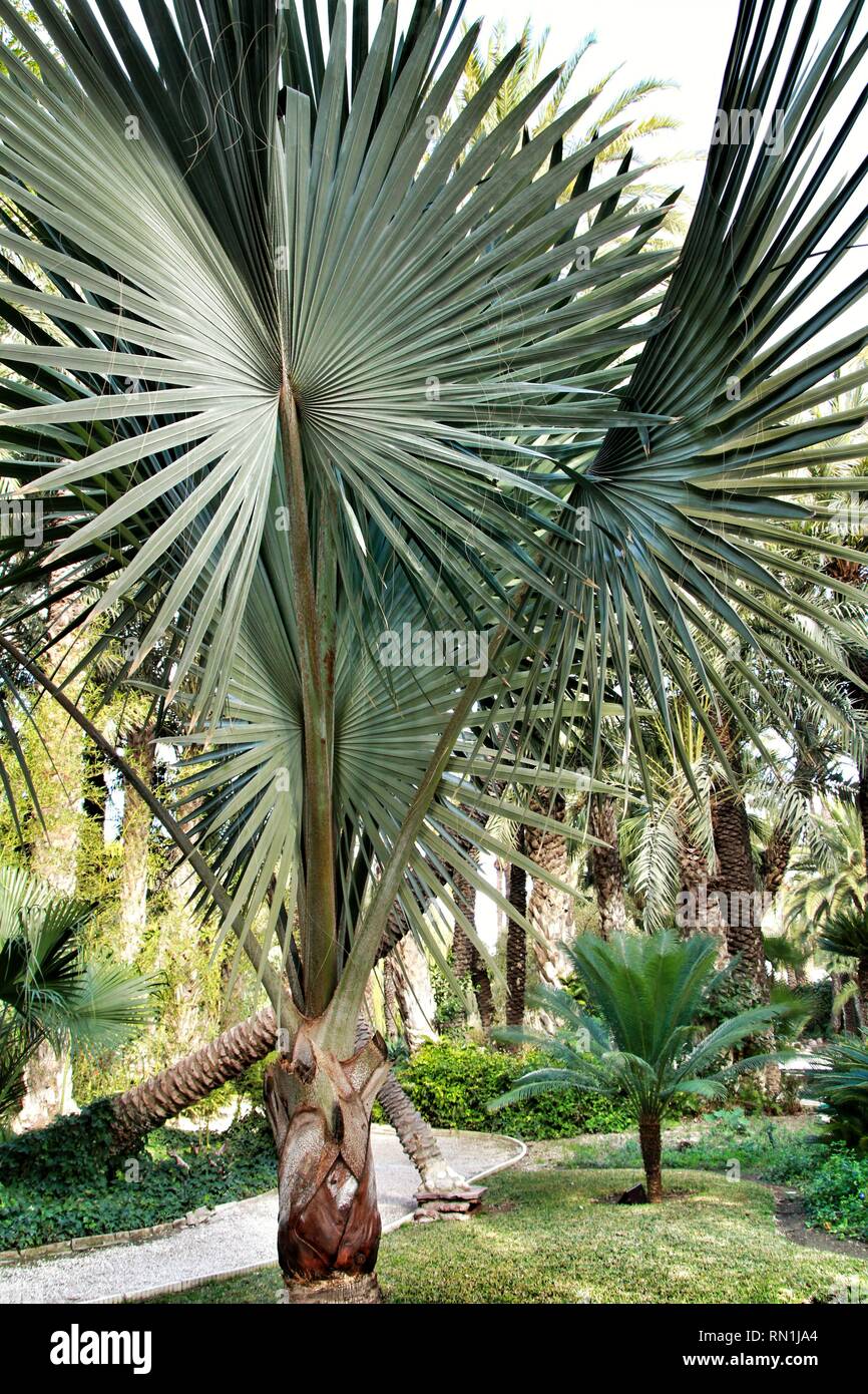 Birmarckia Nobilis Palme Im Garten In Elche Alicante Stockfoto