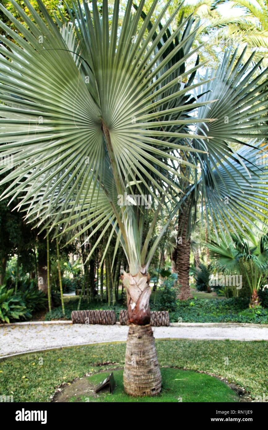 Birmarckia Nobilis Palme Im Garten In Elche Alicante Stockfoto