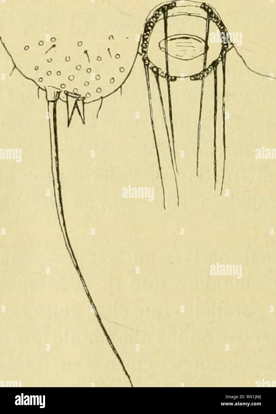 . Annales de la Société entomologique de France. Insekten; Entomologie. Abb. 5.- eus Psciidococ cilri. Antenne Gr. = 96. Gruppen glandulo-sphmlmx latêniu. Ich - Öffnungen glandulaires en Général au Nombre de 4 à 7, plus rarement 8 pour chacun des Gruppen (au lieu de 12 à 15 chez S. ndonidum). Chaque groupe épines accompagné de deux très aiguës; mais Pas de poils distincts au Milieu de ces Gruppen Comme Chez S. adonidum. Diminuant épines Ne Pas sensi-blement dans leurs Proportionen d'arrière En Avant. Lappen préanaax (Wig. 6). - Groupe glandulaire ne présen-tant qu'un Nombre relativement Faible d'Se Stockfoto