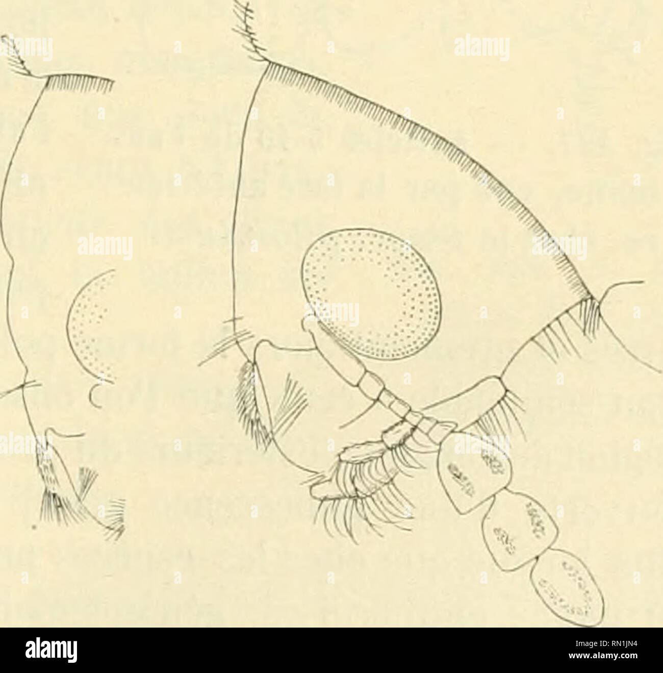 . Annales de la Société entomologique de France. Insekten; Entomologie. Revision des Bostnjchides. 4 ol Cuisses et Unterschenkelknochen sans poils dressés. Artikel 2-4 des tarses revêtus auf Dessous de poils Denses, très Courts et très Lins. Les Proportionen des articles de la massue antennaire sind un peu Variablen et leurs Haken pileuses dorées sind mehr oder weniger allongées. Ce letzte caractère varie dans de lortes Proportionen. Les Plaques dé-nudées de l'Abdomen sind distinctes quelquefois peu sur les Deux pre-miers Segmente. Verteilung géograpliifjue. - Bolivie et Rcpubli (jue Argentinischen. (Bolivie coll. S Stockfoto