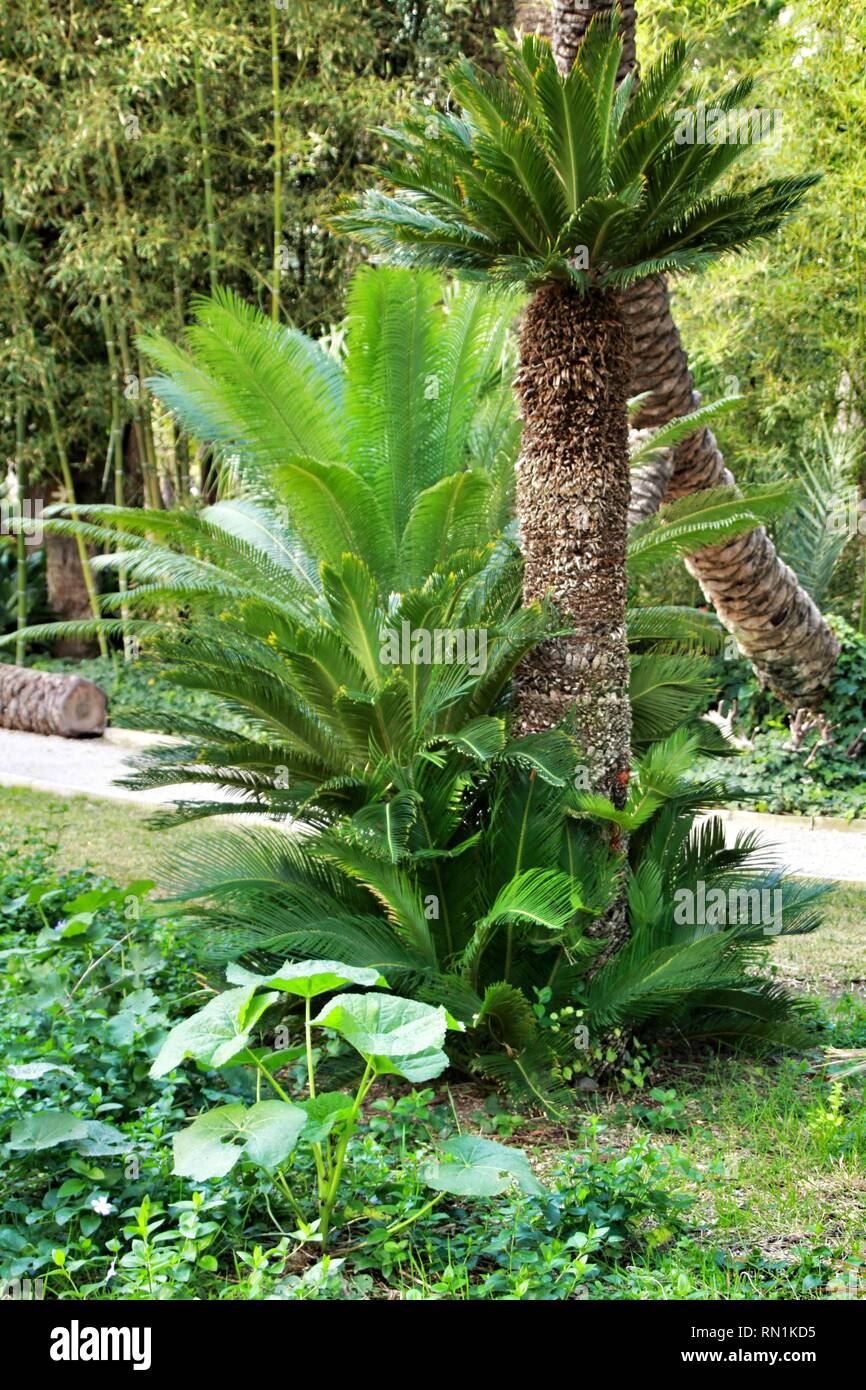 Cycas Revoluta Pflanze im Garten in Elche, Alicante Stockfoto