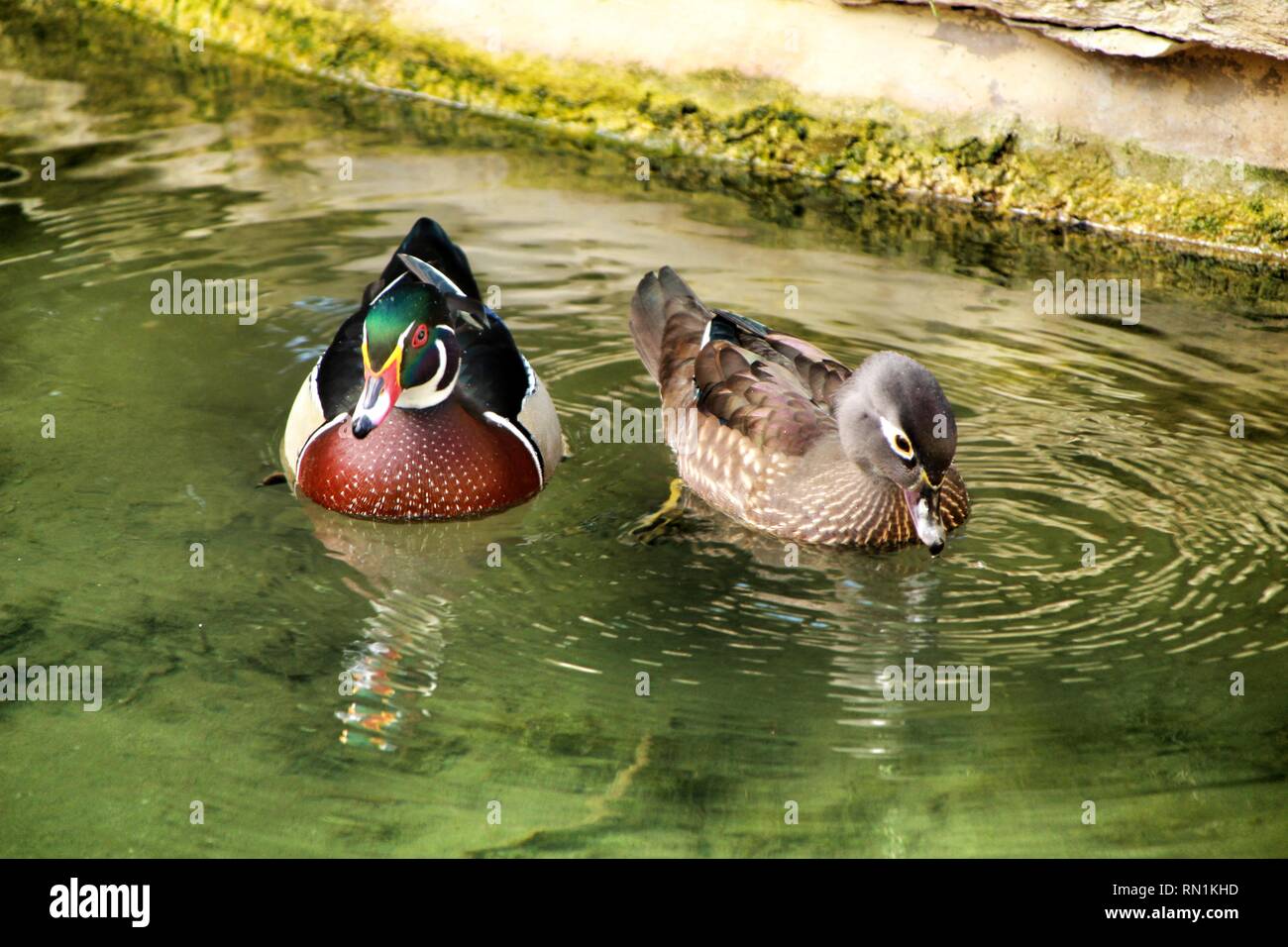 Enten Im Garten Teich In Lissabon Portugal Stockfoto Bild