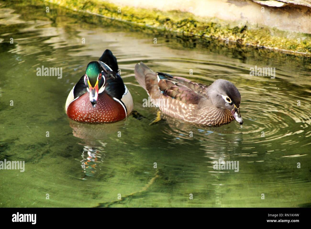 Enten Im Garten Teich In Lissabon Portugal Stockfoto Bild