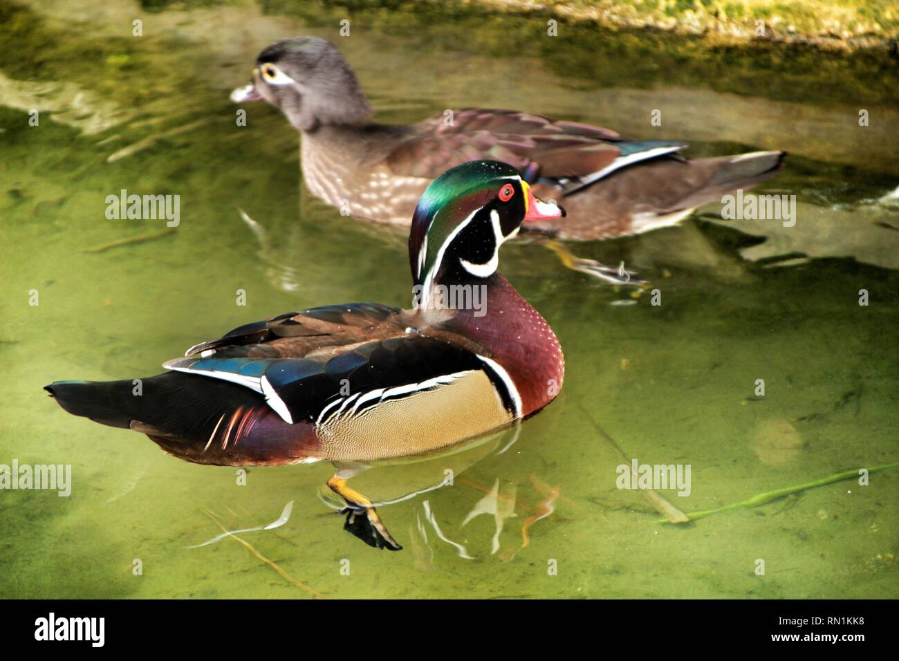 Enten Im Garten Teich In Lissabon Portugal Stockfoto Bild