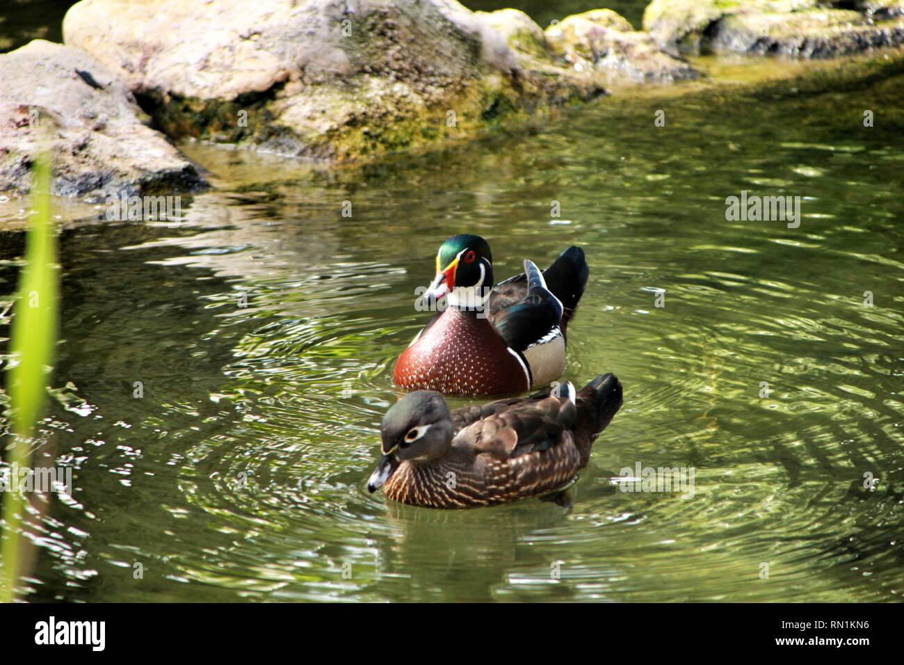 Enten Im Garten Teich In Lissabon Portugal Stockfoto Bild