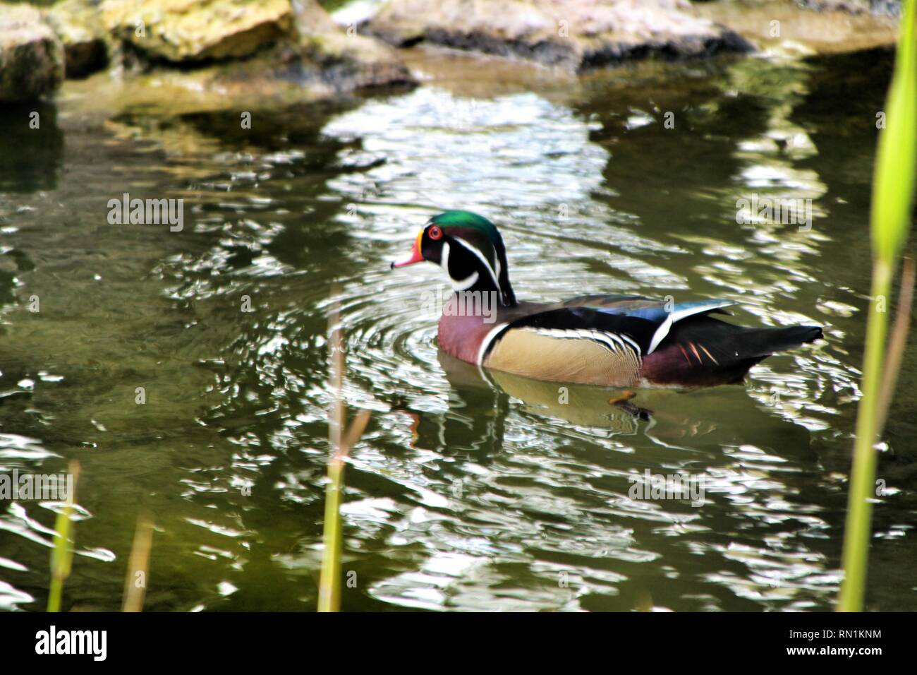 Enten Im Garten Teich In Lissabon Portugal Stockfoto Bild