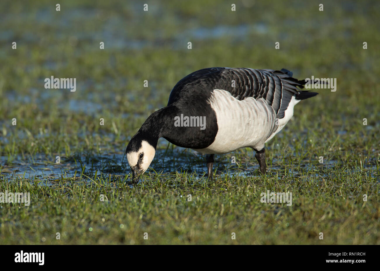 Nonnengans in Feuchtgebieten Lebensraum Stockfoto