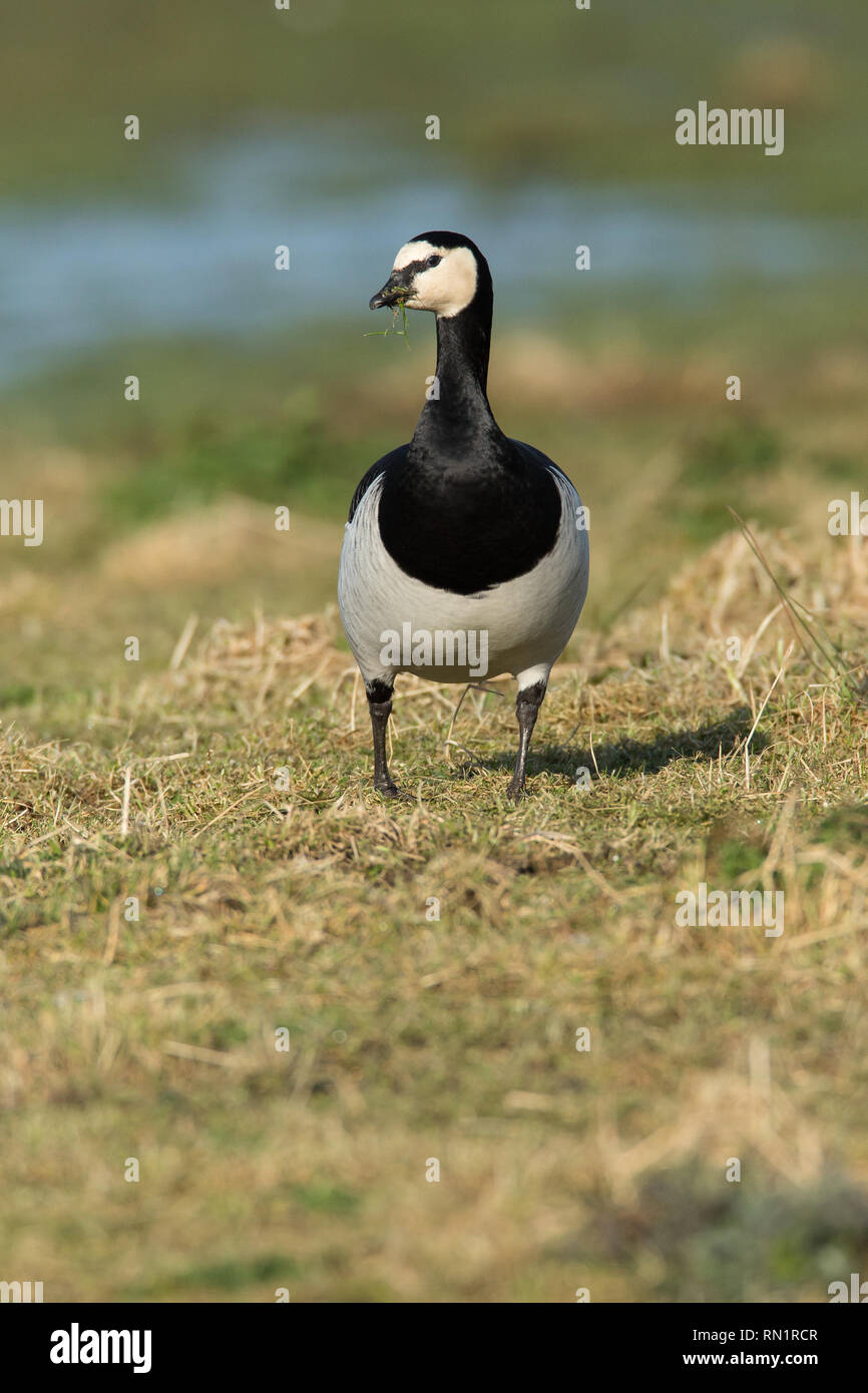 Weißwangengänse auf Grünland Stockfoto