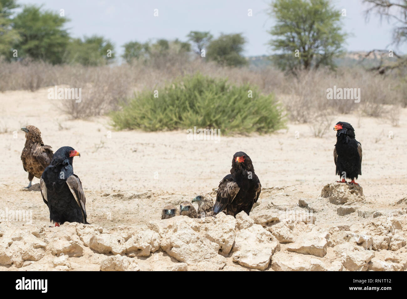 Gruppe von Sie Adler, Terathopius ecaudatus, Kgalagadi Transfrontier Park, Northern Cape, Südafrika Abkühlung an einem Wasserloch scorching s Stockfoto