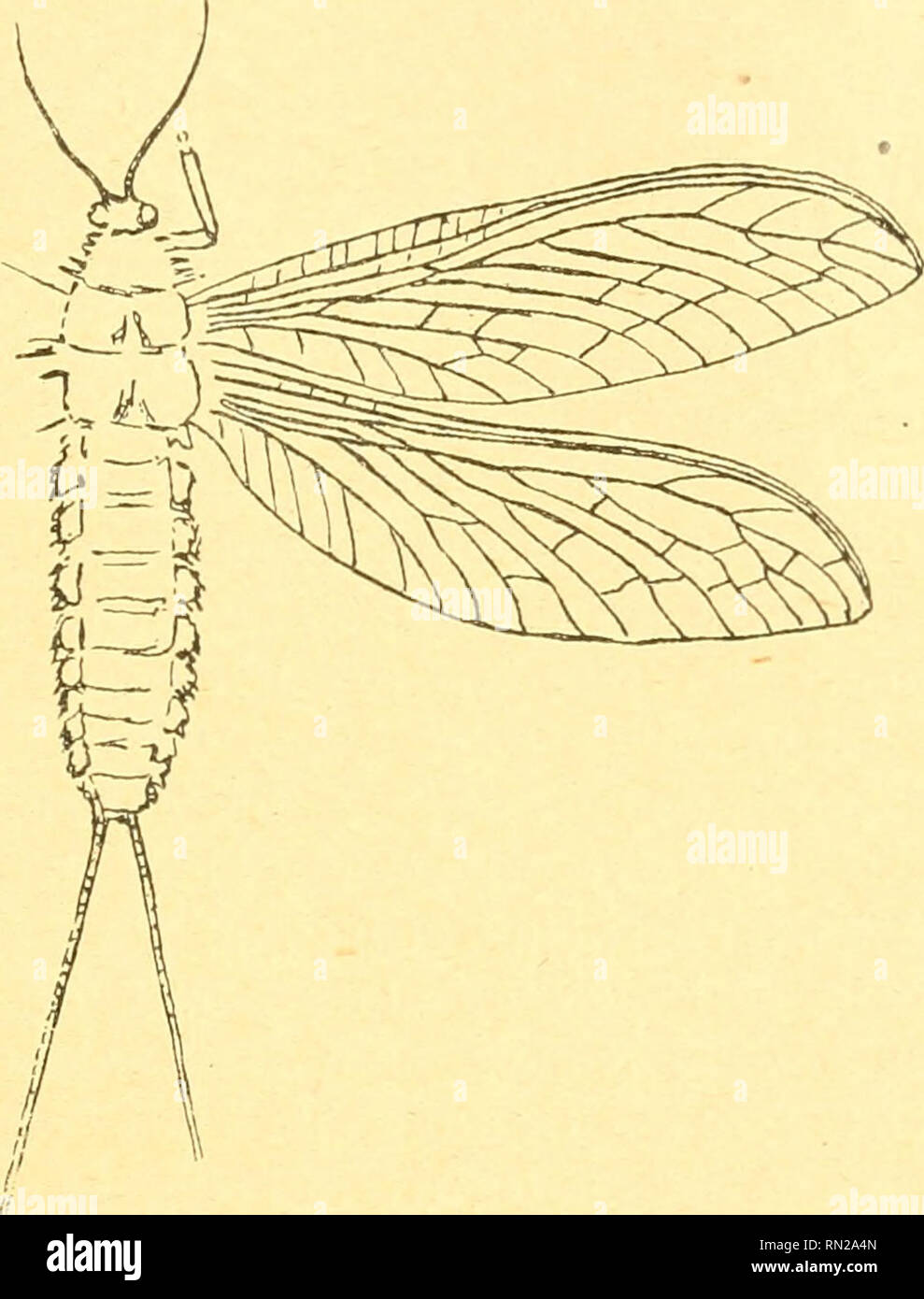 . Annales de la Société entomologique de Belgique. Insekten; Entomologie. 137 Mégasécoptères Erwachsene ne sind que des apophyses latérales des tergite comparables aux Querruder du prothorax et par conséquent aussi aux Ailes: les Premiers Ptérygotes avaient non seulement des Rudiments d'ailes au mésothorax et au métathorax, mais Encore au prothorax et de chaque Côté des anneaux abdominaux.. Abb. 4. - Corydaloides SciidJeri (Mégasécoptére), d'après Handlirsch. Les Ailes n'ont Rien de commun avec Les branchies trachéennes; je Les considère comme Homologen aux plèvres des Trilobiten qui sind Gießen m Stockfoto