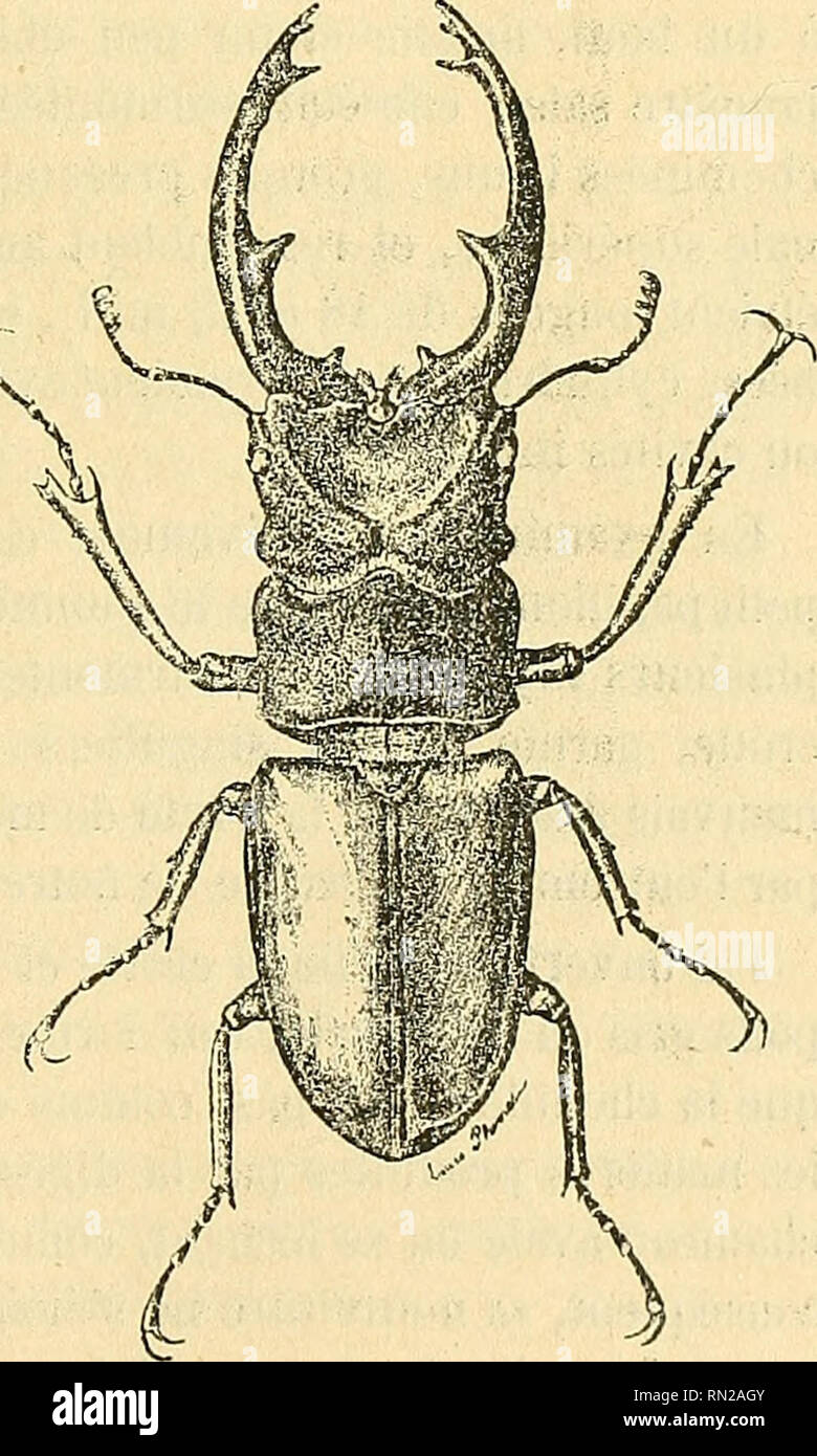 . Annales de la Société entomologique de France. Séance du % È février 1894. 119 frais, qui couvrent le Tronc dépouillé des Chênes-Lièges abandonnés depuis longtemps Après l'extraction de Leur écorce. C'est en Juin 1886 que l'parut Insecte parfait; Mais cette époque doit varier Suivant la Température, l'Höhe usw., Comme Chez beaucoup d'Insectes, et même l'on trouve en même temps des larves à tous les âges et des nymphes. La durée de l'évolution Insecte complète de l'n'a pas Pu être évaluée. Sur Cladoirnatus limhniisri Par L. PLANETEN. Je dois à l'obligeance de notre Président honoraire, M. Stockfoto