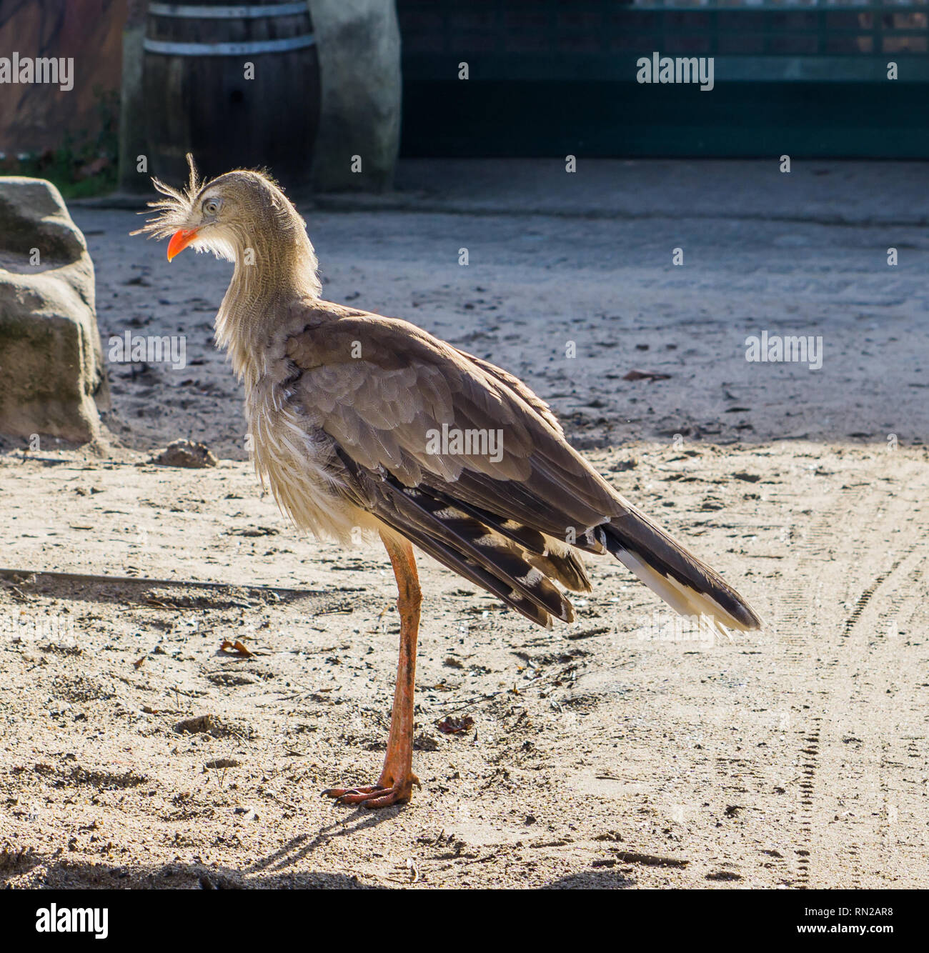 Red legged seriema im Sand, einen tropischen Vogel aus den Wiesen Brasilien Stockfoto