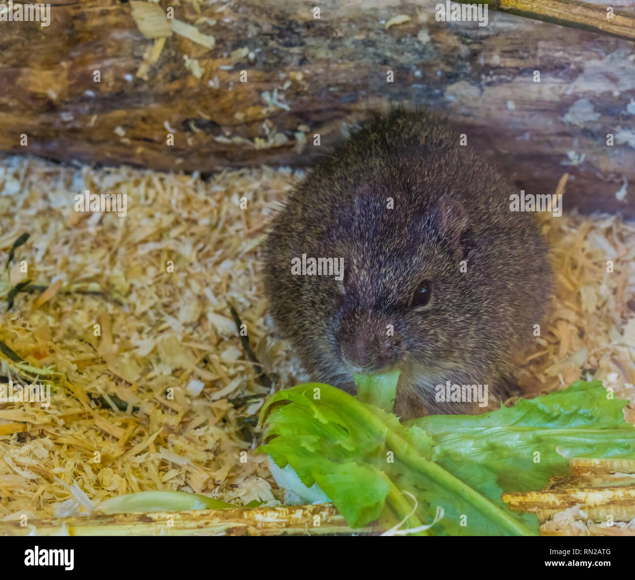 Nahaufnahme einer brasilianischen Meerschweinchen essen von einem grünen Salatblatt, tropischen Nagetier aus Brasilien Stockfoto