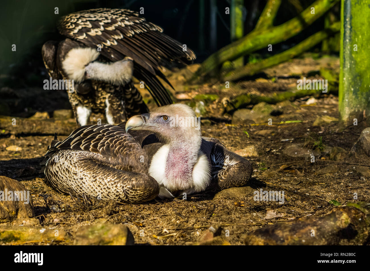 Kritisch bedrohte Vogelarten, die ruppell Geier auf dem Boden, tropischen Griffon aus der Sahelzone von Afrika Stockfoto