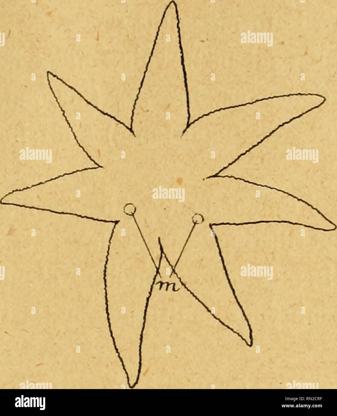 . Annales de la Société Royale zoologique et malacologique de Belgique. Zoologie; Muscheln. ANNALES, LU (1921). 129 dans l'Champagnerkelch à trois Plaketten (Abb. 6), deux de Celles-ci se trouvent dans le même interradius, Presque contiguës et menant à. Bitte beachten Sie, dass diese Bilder sind von der gescannten Seite Bilder, die digital für die Lesbarkeit verbessert haben mögen - Färbung und Aussehen dieser Abbildungen können nicht perfekt dem Original ähneln. extrahiert. Malacologique zoologique et société royale de Belgique. [S. l. : N. n. ] Stockfoto
