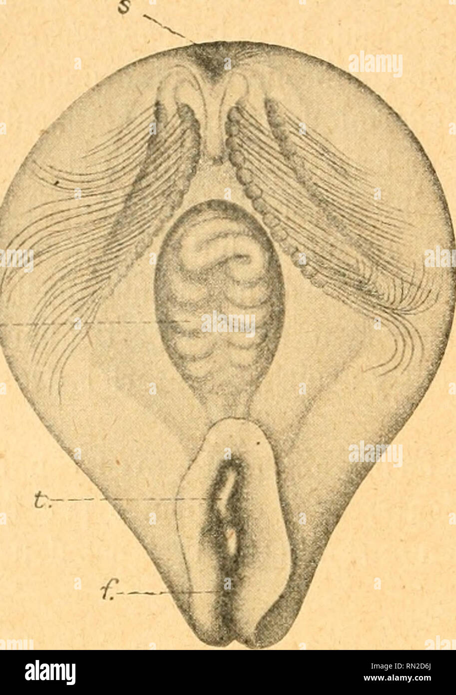 . Annales de la Société Royale zoologique et malacologique de Belgique. Zoologie; Muscheln. 32 MALACOLOGIQUE ZOOLOGIQlIE ET SOCIÉTÉ ROYALE DE BELGIQUE. t.-les Stadien ultérieurs ont révélé un fait Hauptstadt: les Embryonen sind Munis de Huit rangées noch - Männer de Plaketten natatoires. Il a Déjà été dit que Mortensen pen-Sait d'abord à un Tunicier et les deux Cheminées devaient sug - gérer cette interprétation; il a aussi songé à un Polype; La dé-couverte de Embryonen à-Paletten natatoires ein mis un Terme à sa perplexité. Les Embryonen sind libérés Probablement à ce Stade et peuvent se déplacer Penda Stockfoto