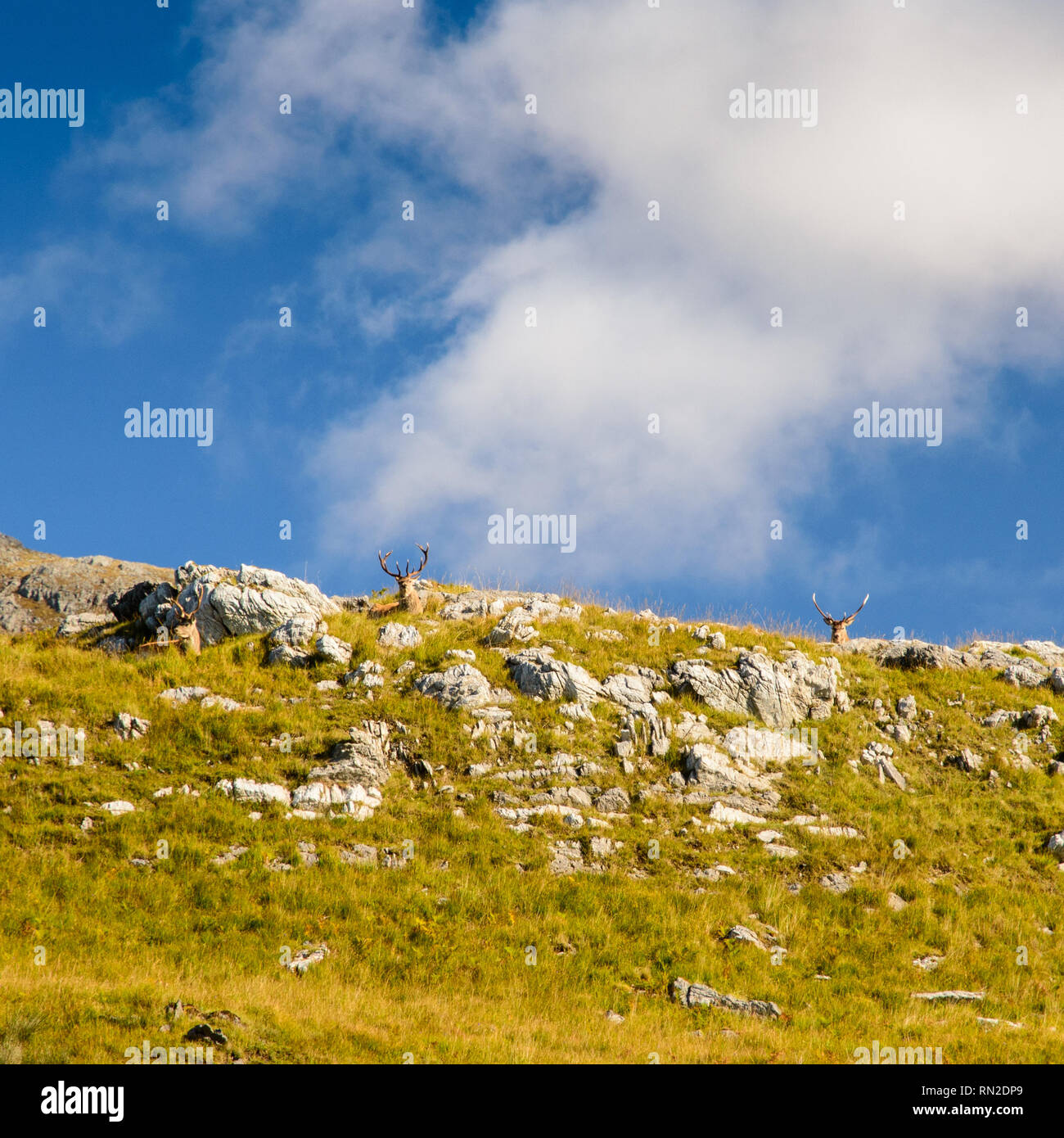 Ein Hirsch Hirsche auf der Bergseite in Assynt in den Highlands von Schottland. Stockfoto