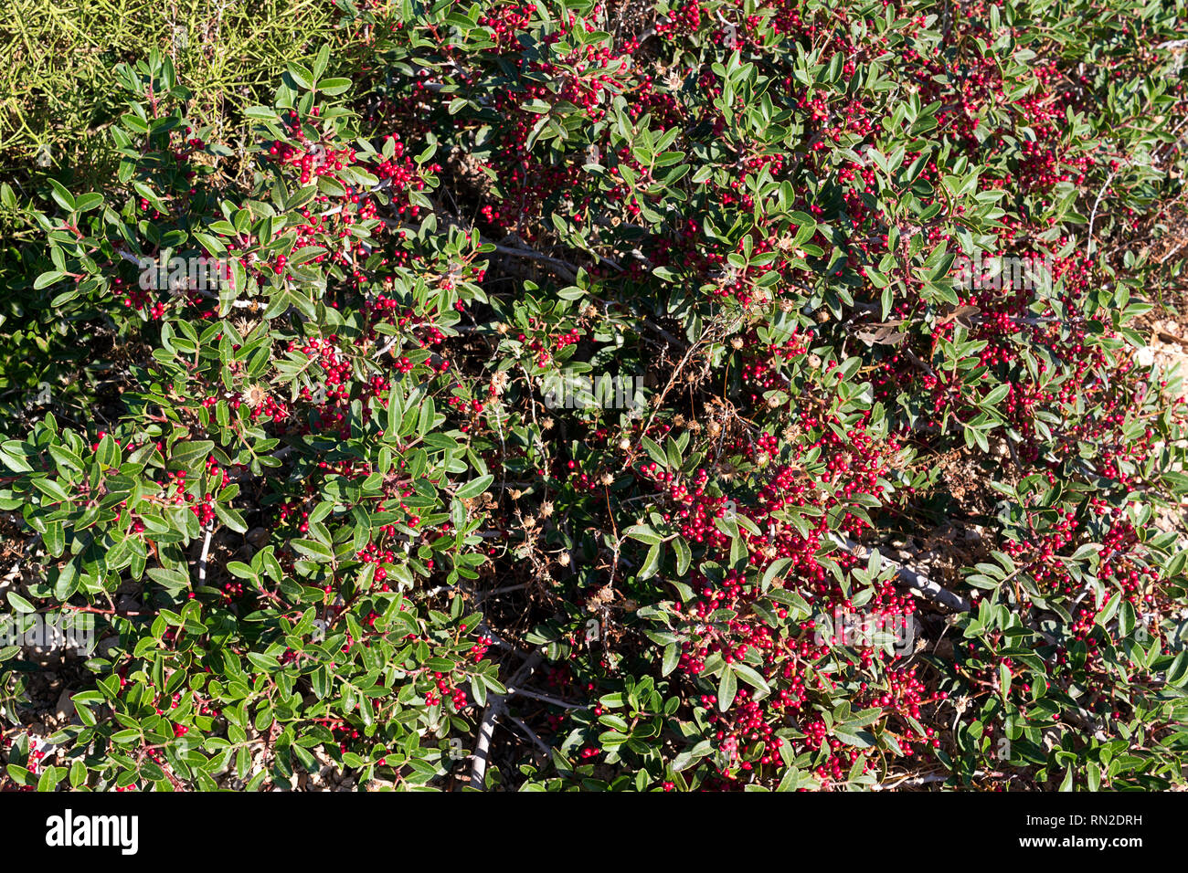 Rote Früchte und Blätter von Pistacia lentiscus oder Dichtmasse Baum - Karpathos, Griechenland Stockfoto