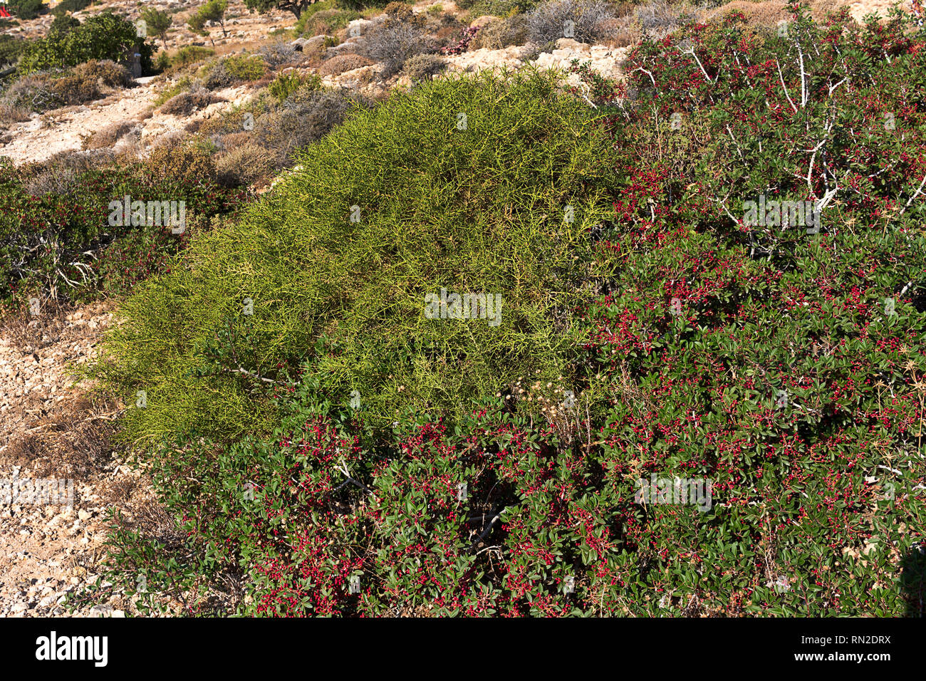 Pistacia lentiscus oder Dichtmasse, rote Früchte und Blätter - Karpathos, Griechenland Stockfoto