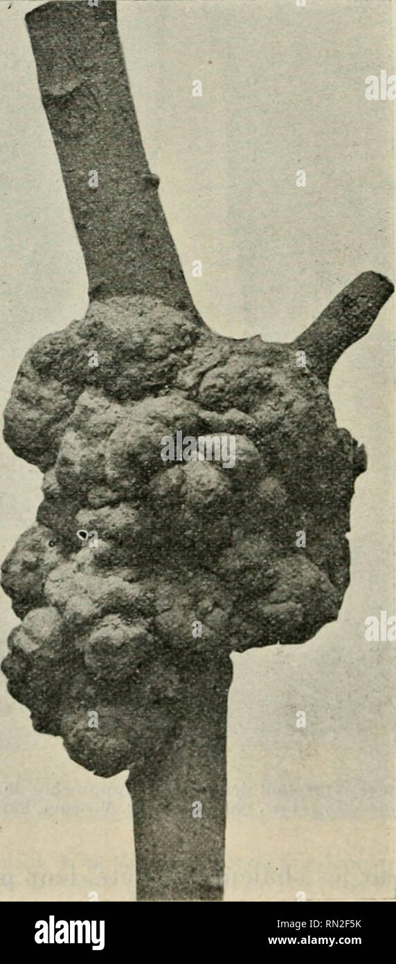 . Annales de la science et trangre agronomique franaise. Landwirtschaft; Kunst - Frankreich; Landwirtschaft Experimentierstationen - Frankreich. 770 ANNALES DE LA SCIENCE AGR 0 N03 II 0 UE Comme on le Voit par cette brève Beschreibung des moeurs "si curieuses de cet Insecte, et par l'Examen des Zahlen 356 et 357, le travail de la Xylocope est fort et singulier ingénieux, il Cons-titue une véritable Merveille biologique dans le monde des Insectes xylophages. C'est à ce Titre seulement que nous signalons mez Hyménoptère qui, au point de vue Forestier, est très peu nocif. RAMEAUX Vespa crabro L.Voir: Chapitre d Stockfoto