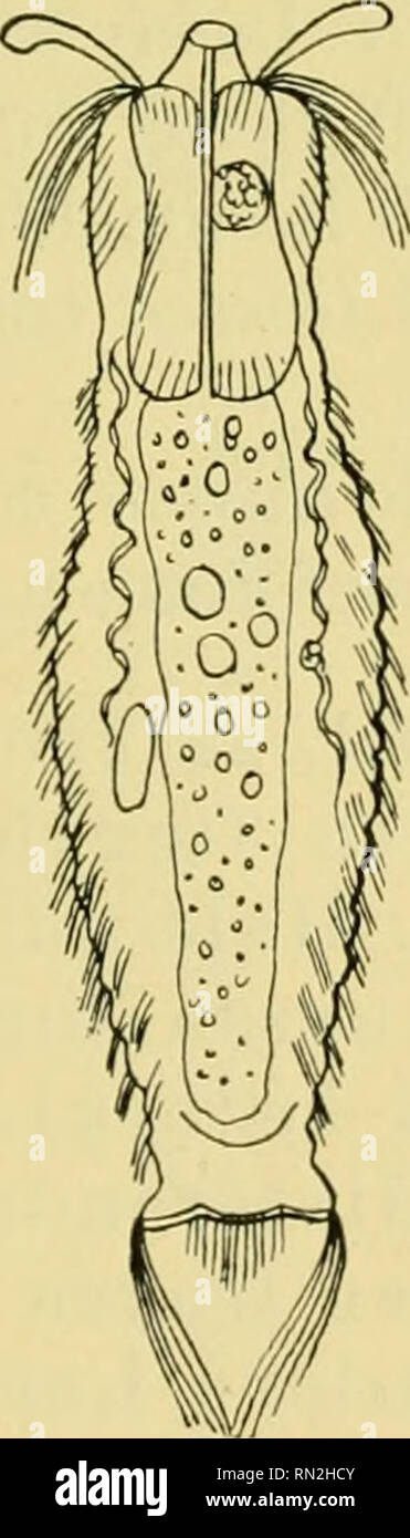 . Annales de Biologie lacustre. Natural History; Süßwasser Tiere; Süßwasser Pflanzen, Seen. - 345 - Bestimmungstabelle fiir Gossea :-I, llaumigen Kiirper mit kurzen Haaren bedeckt. J £ â Gossea antennigera Gosse. rt J 2 1 "| qj 1 M&amp;) Korperhaut mit rhombisclien Schuppen, von deren Mitte je eine "N glatte Borste entspringt.... "Gossea fasciculata v. Papa. 'G G J E J*/kriiftigen Kôrper mit glatten Borsten, sterben nach hinten eine grosse? 1:§ f zunehmen. Cooler Schuppen. . "Gossea pauciseta v. Papa. Gossea antennigera S. H. Gosse 1851. (Abb. 59.) Dasydytes antennigera S. H. in der Gosse. Stockfoto