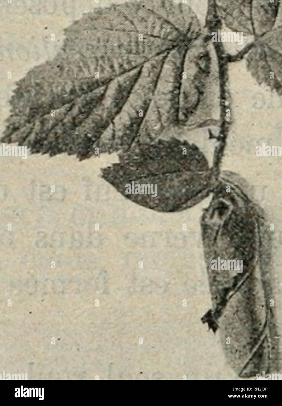 . Annales de la science et trangre agronomique franaise. Landwirtschaft; Kunst - Frankreich; Landwirtschaft Experimentierstationen - Frankreich. 346 ANNALES DE LA SCIENCE AGRONOMIQUE ment sur beaucoup d'Essenzen feuillues et recherche aussi les Chênes.. Bitte beachten Sie, dass diese Bilder sind von der gescannten Seite Bilder, die digital für die Lesbarkeit verbessert haben mögen - Färbung und Aussehen dieser Abbildungen können nicht perfekt dem Original ähneln. extrahiert. Frankreich. Ministre de l'agriculture; Institut des Forschung agronomiques; Institut des Forschung agronomiques. Association des Anciens lves. P Stockfoto