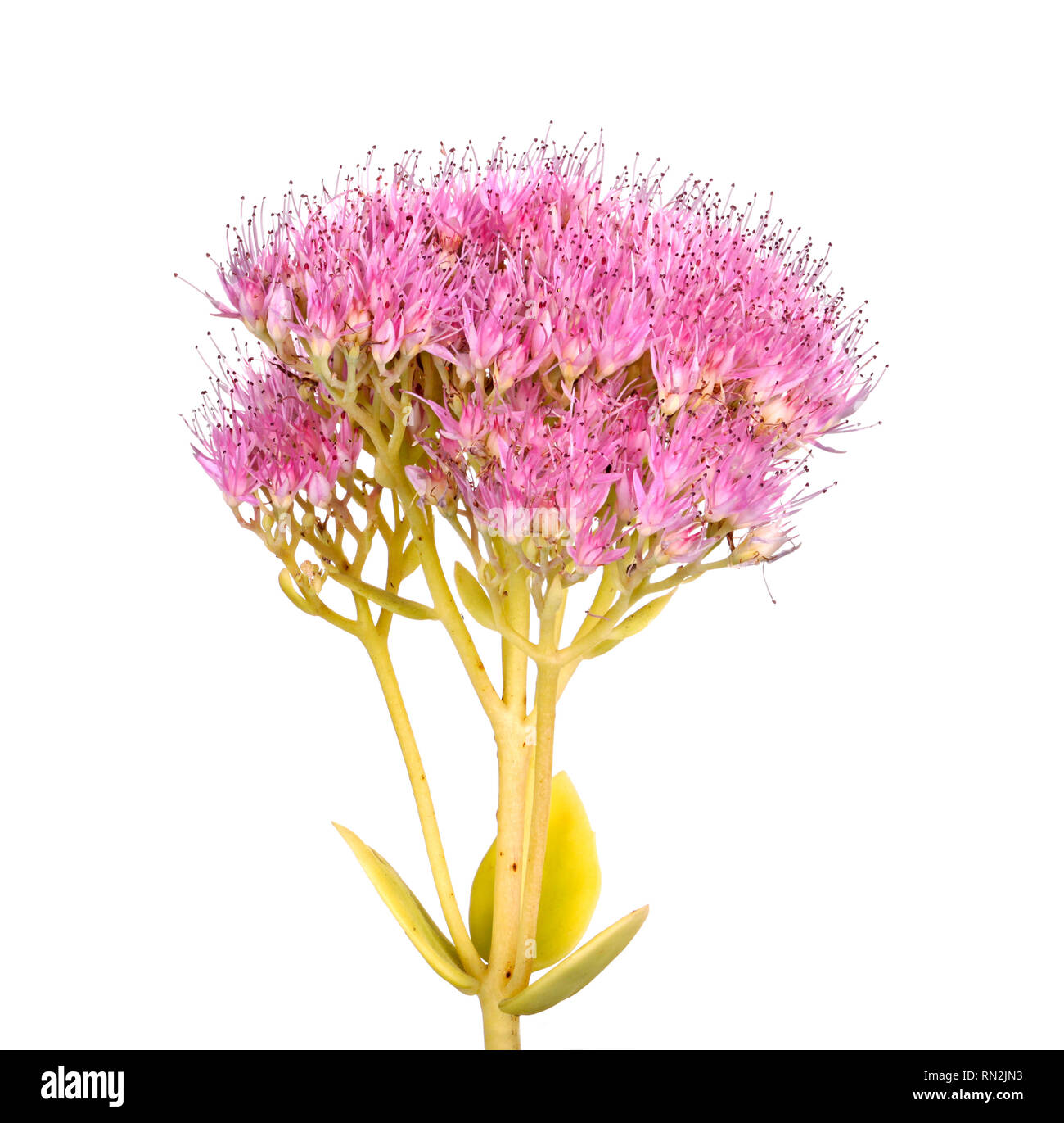 Großer Kopf, der rosa Blüten aus einem sedum Sorte (Sedum oder Hylotelephium spectabile) gegen einen weißen Hintergrund isoliert Stockfoto