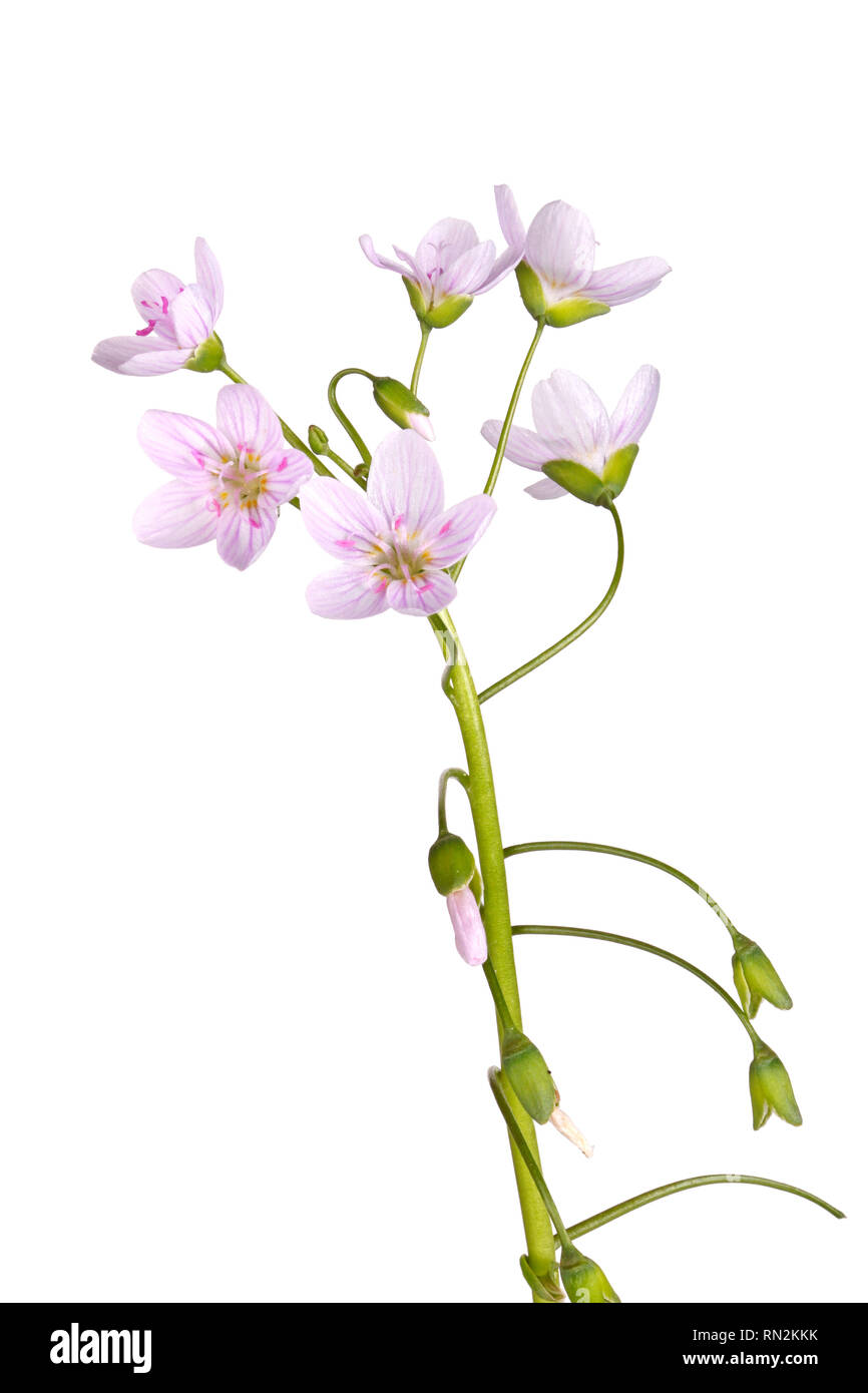 Stamm mit mehreren geöffneten Blüten der Feder Schönheit wildflower (Claytonia virginica) gegen einen weißen Hintergrund isoliert Stockfoto
