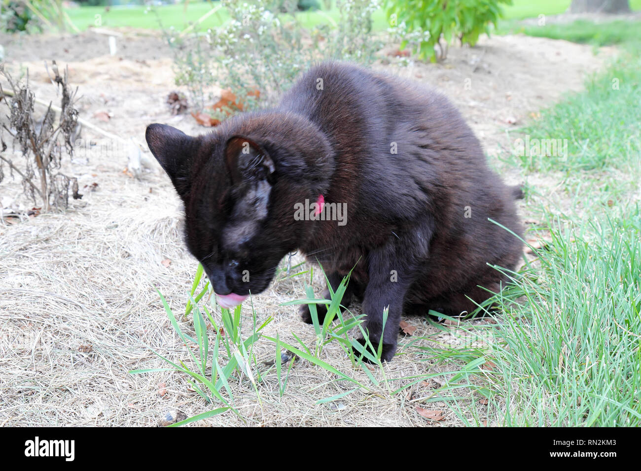 Ein ganz Schwarzes inländischen Kurzhaar Katze (Felis catus) mit einem roten Kragen frisst Gras am Rande einer Wiese Stockfoto