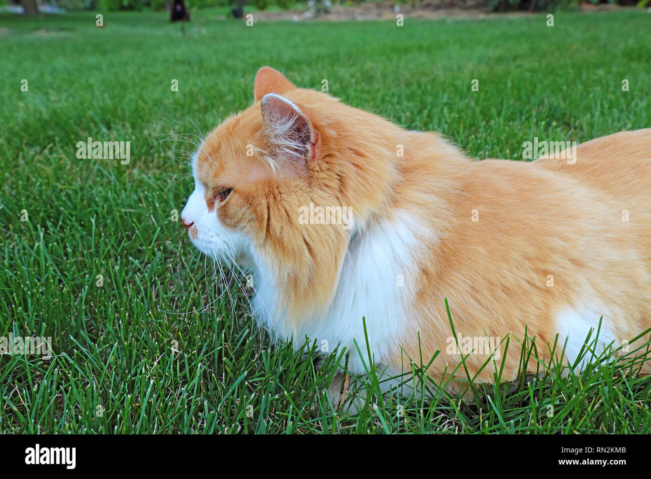 Eine orange-weiße Langhaar Hauskatze (Felis Catus) zum Entspannen in eine Rasenfläche von Grasgrün Stockfoto