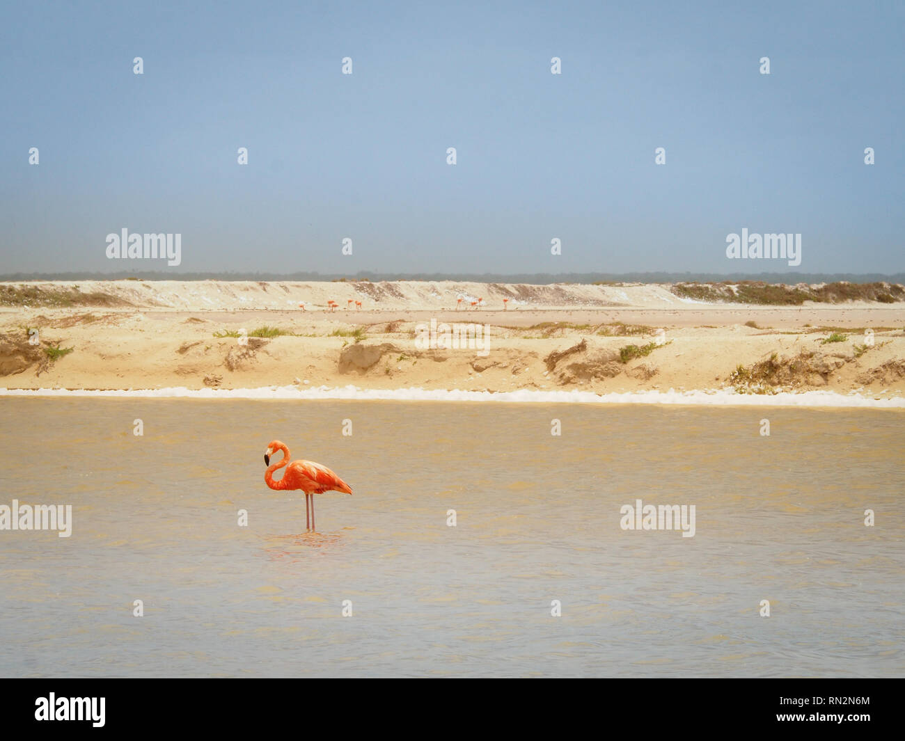 Flamingo in Las Coloradas - Salzseen in Yucatan, Mexiko Stockfoto