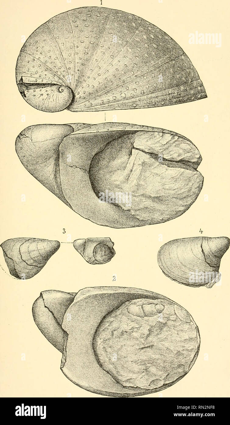 . Annalen des Naturhistorischen Museen in Wien. Naturhistorisches