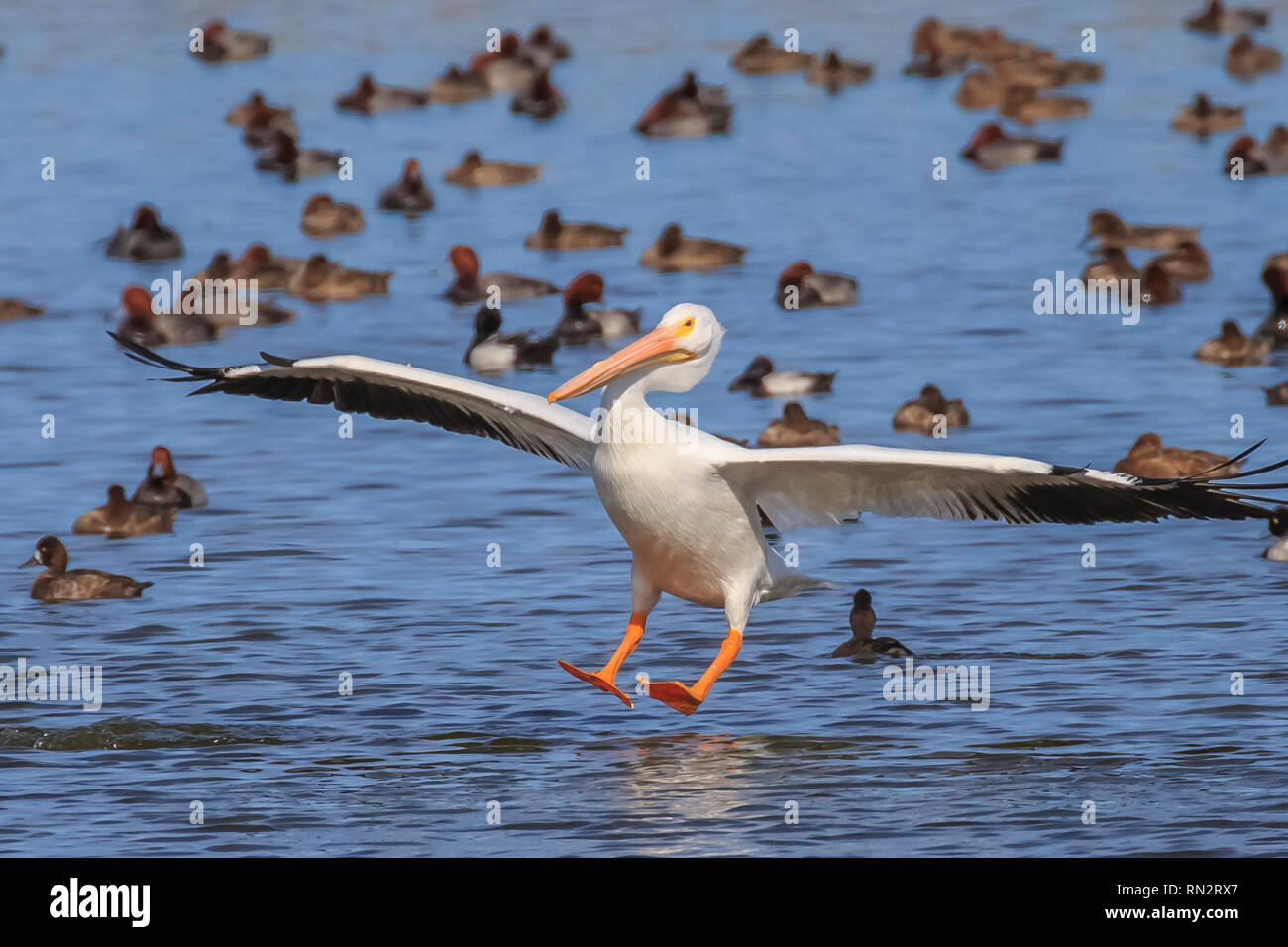 Ein American White Pelican (Pelecanus erythrorhynchos) eine große Aquatische hochfliegende Vogel Landung auf dem Wasser in einem See Stockfoto