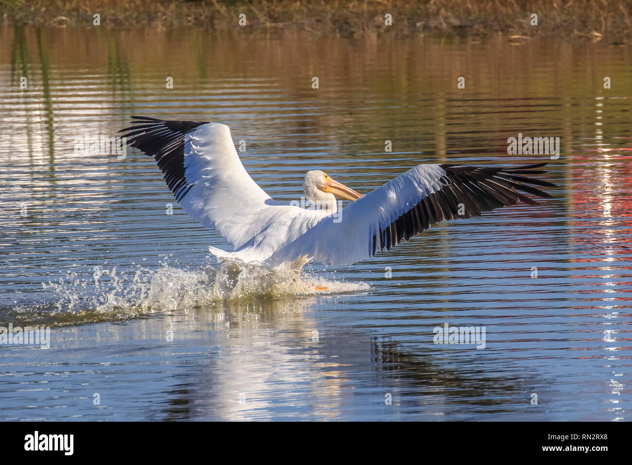 Ein American White Pelican (Pelecanus erythrorhynchos) eine große Aquatische hochfliegende Vogel Landung auf dem Wasser in einem See Stockfoto