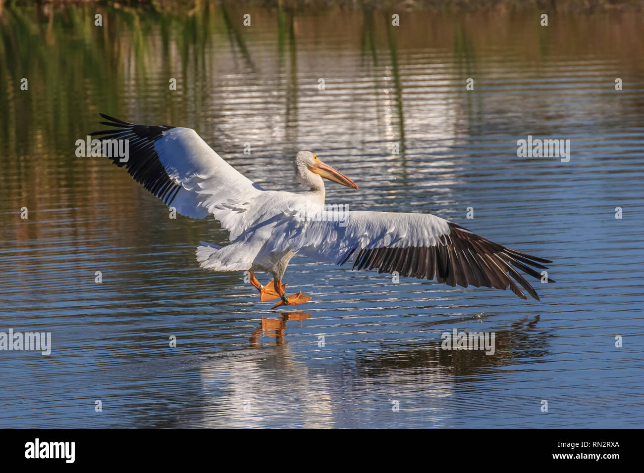 Ein American White Pelican (Pelecanus erythrorhynchos) eine große Aquatische hochfliegende Vogel Landung auf dem Wasser in einem See Stockfoto
