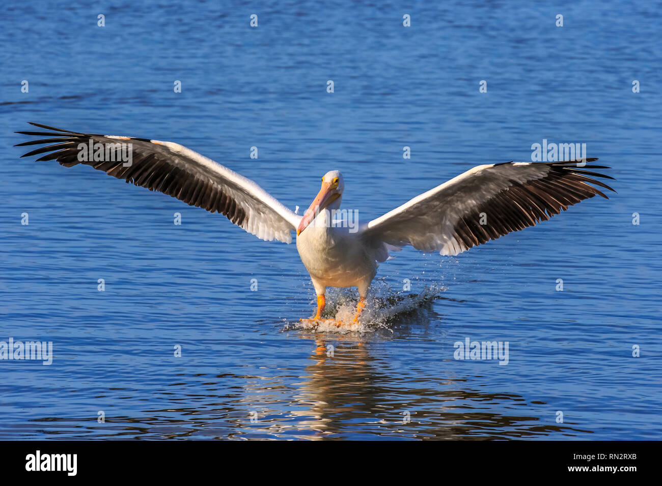 Ein American White Pelican (Pelecanus erythrorhynchos) eine große Aquatische hochfliegende Vogel Landung auf dem Wasser in einem See Stockfoto