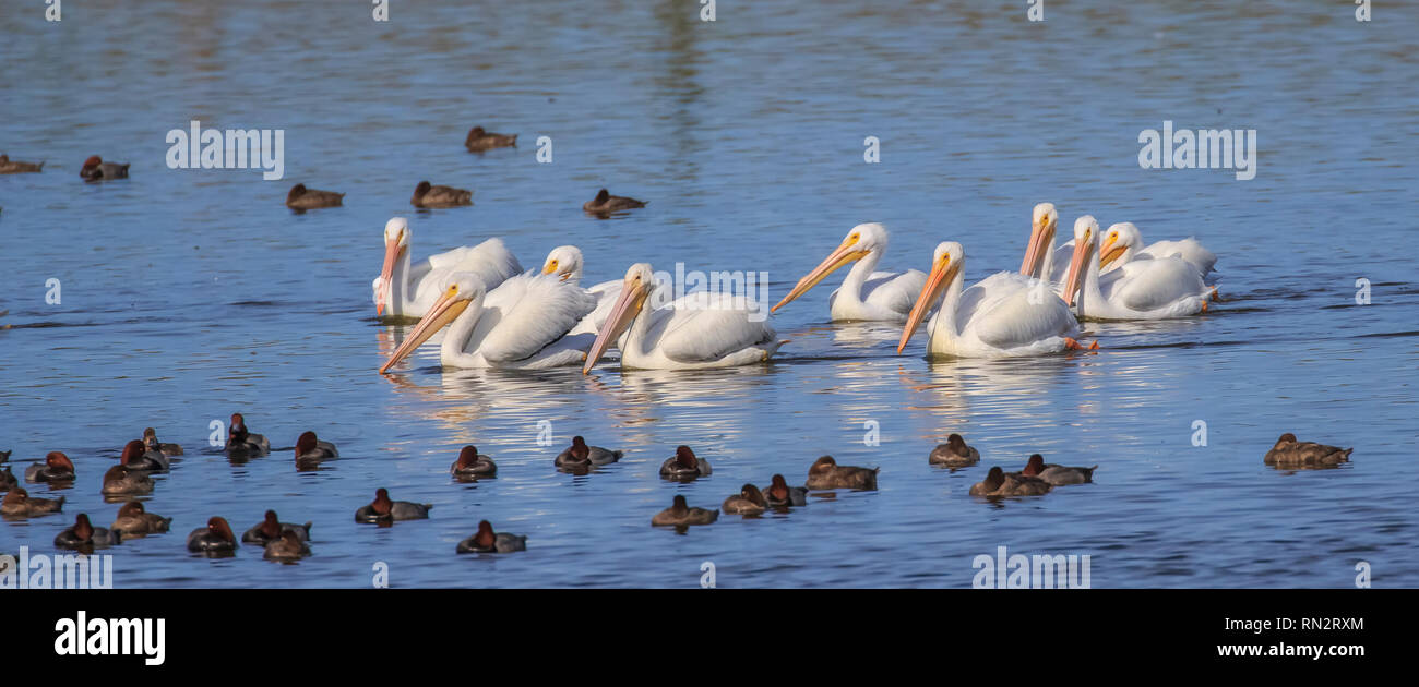 Eine Gruppe von amerikanischen weiße Pelikane (Pelecanus erythrorhynchos) eine große Aquatische hochfliegende Vogel zusammen schwimmen in einem See Stockfoto