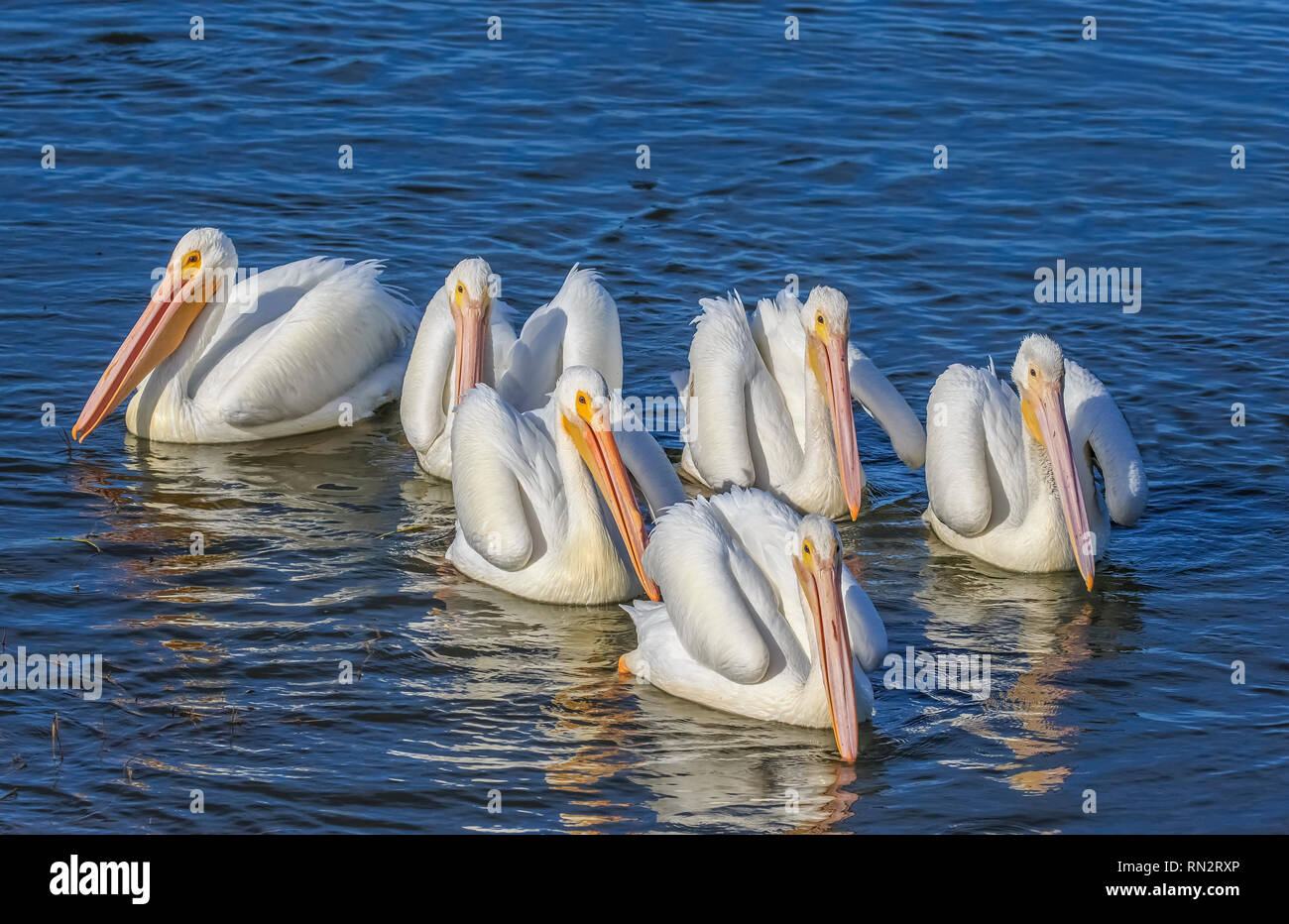 Eine Gruppe von amerikanischen weiße Pelikane (Pelecanus erythrorhynchos) eine große Aquatische hochfliegende Vogel zusammen schwimmen in einem See Stockfoto