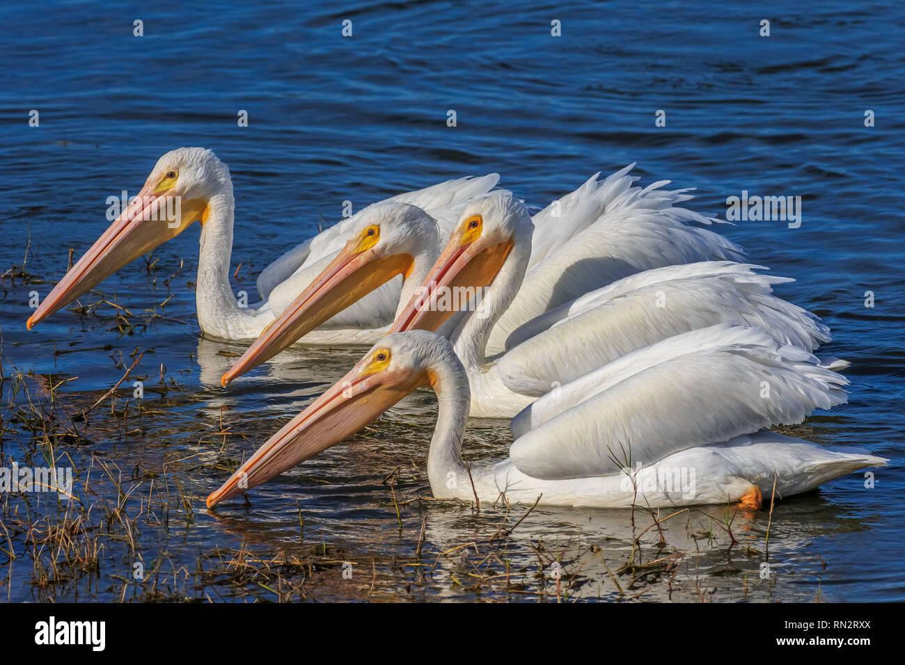 Eine Gruppe von amerikanischen weiße Pelikane (Pelecanus erythrorhynchos) eine große Aquatische hochfliegende Vogel zusammen schwimmen in einem See Stockfoto