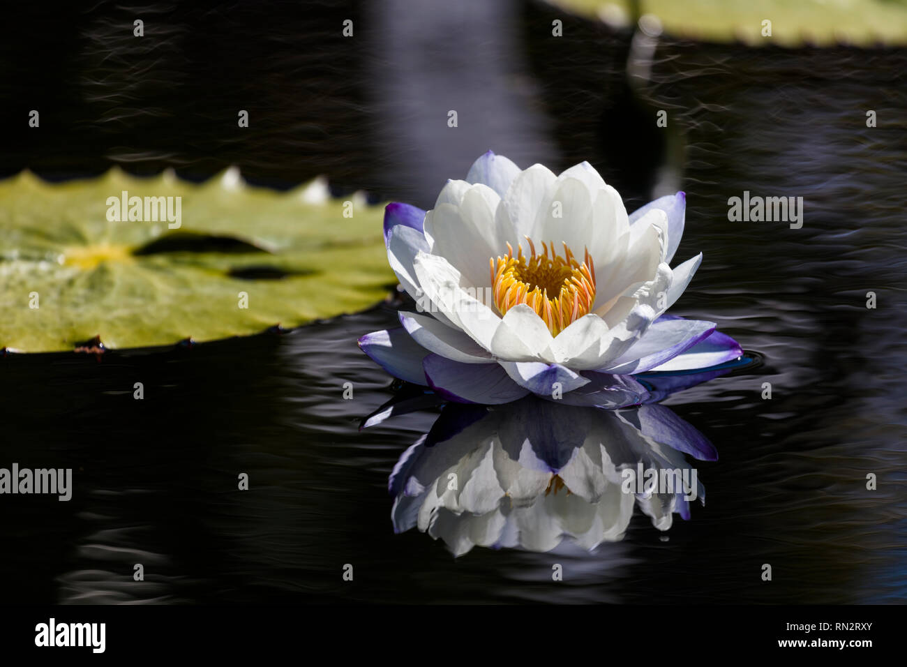 American White Water Lily ein frisches Wasser mit Reflexion im dunklen Wasser Stockfoto