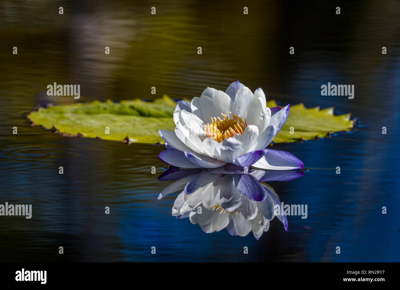 American White Water Lily ein frisches Wasser mit Reflexion im dunklen Wasser Stockfoto