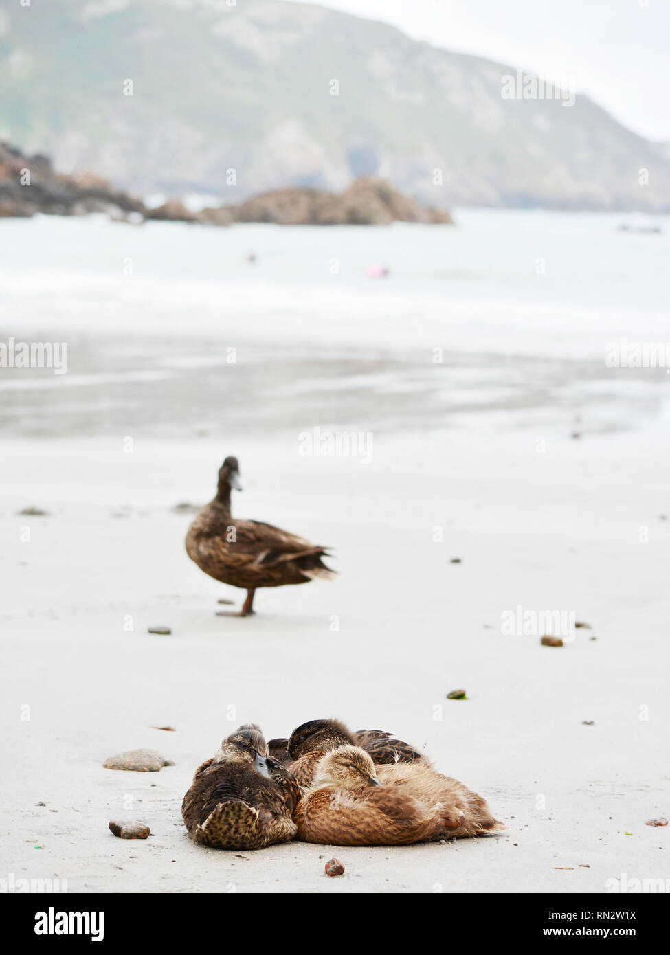 Baby Enten auf den Strand und die Mutter Ente. Stockfoto