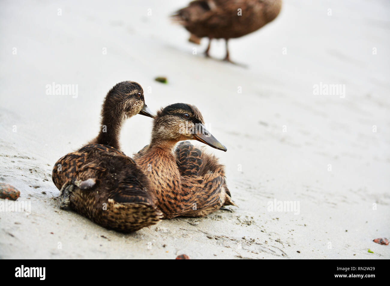 Baby Enten auf den Strand und die Mutter Ente. Stockfoto