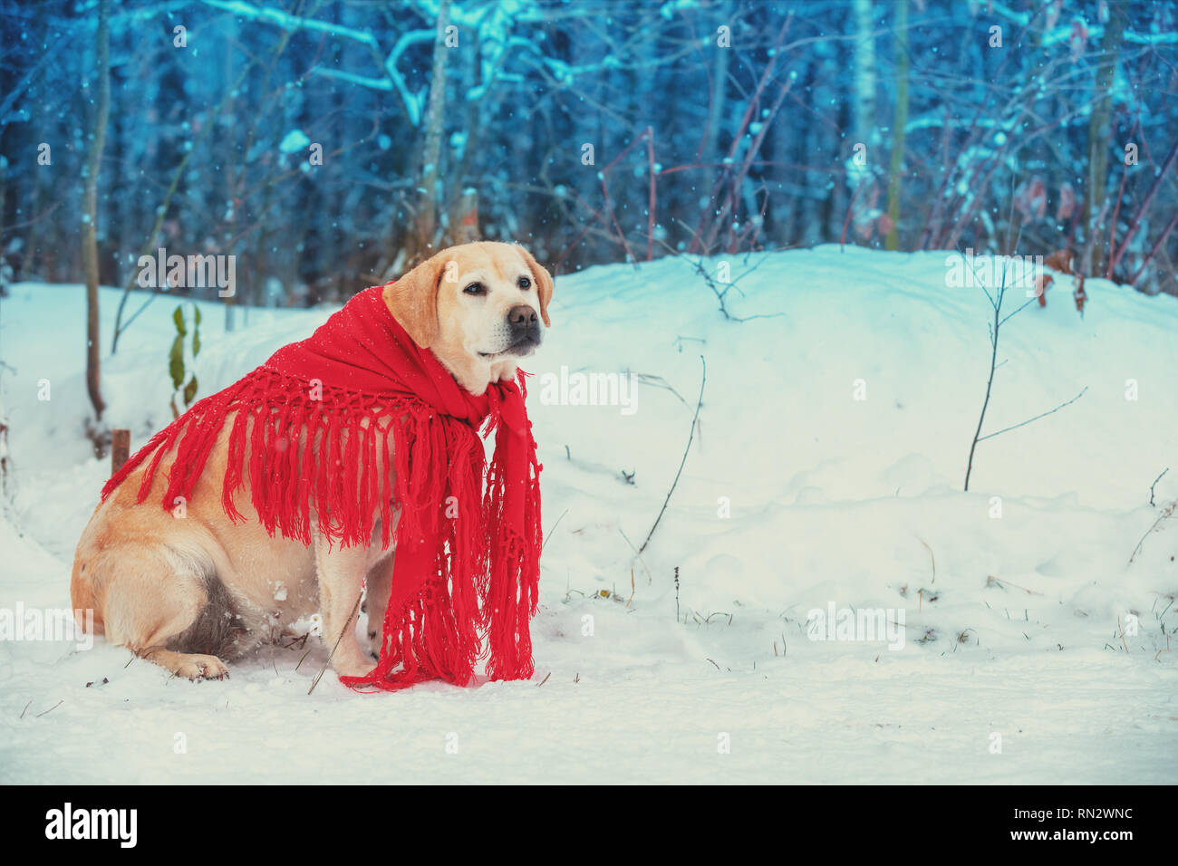 Portrait eines Hundes in einem roten Schal sitzen draußen in den verschneiten Winterwald gewickelt Stockfoto